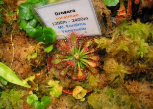 Drosera roraimae