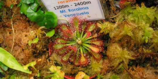 Drosera roraimae
