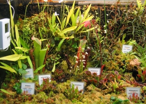 Heliamphora und Utricularia im Terrarium