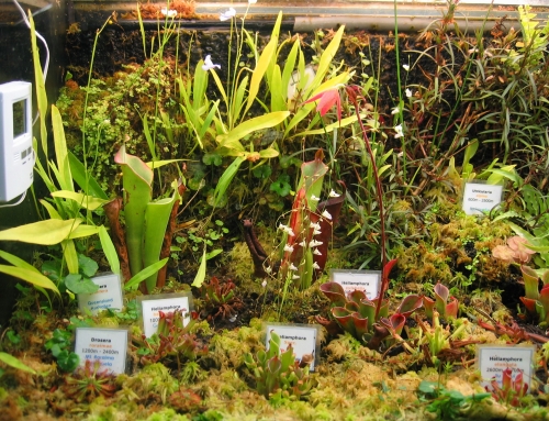 Heliamphora und Utricularia im Terrarium