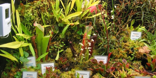 Heliamphora und Utricularia im Terrarium