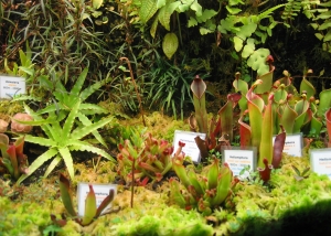 Heliamphora im Terrarium