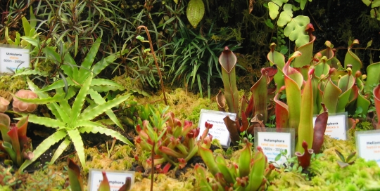 Heliamphora im Terrarium
