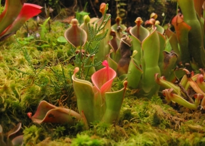 Heliamphora minor