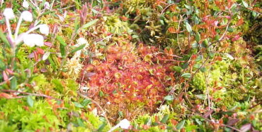 Drosera rotundifolia