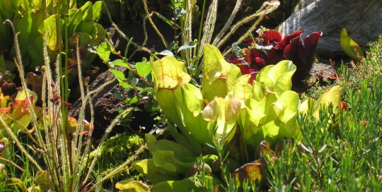 Sarracenia purpurea
