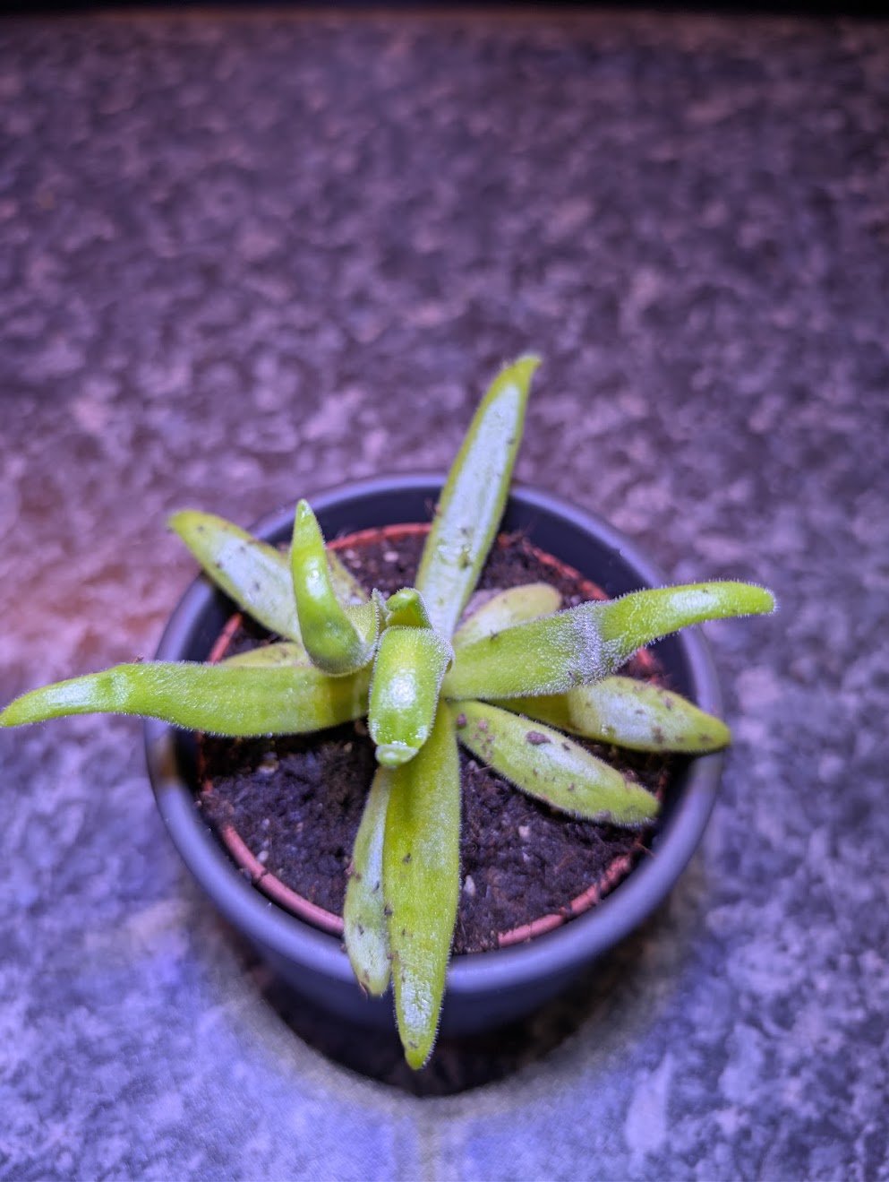 Pinguicula Aphrodite