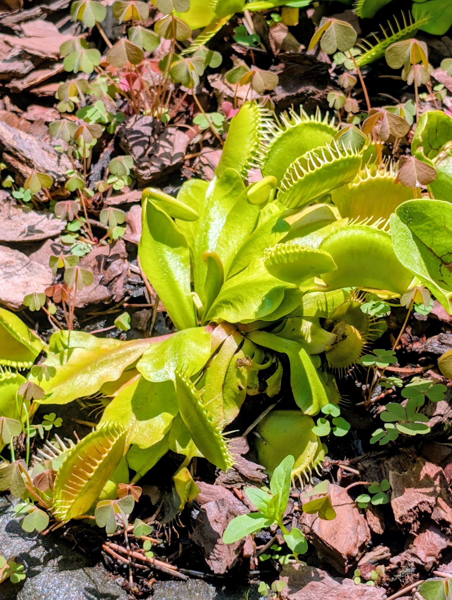 Dionaea Matze