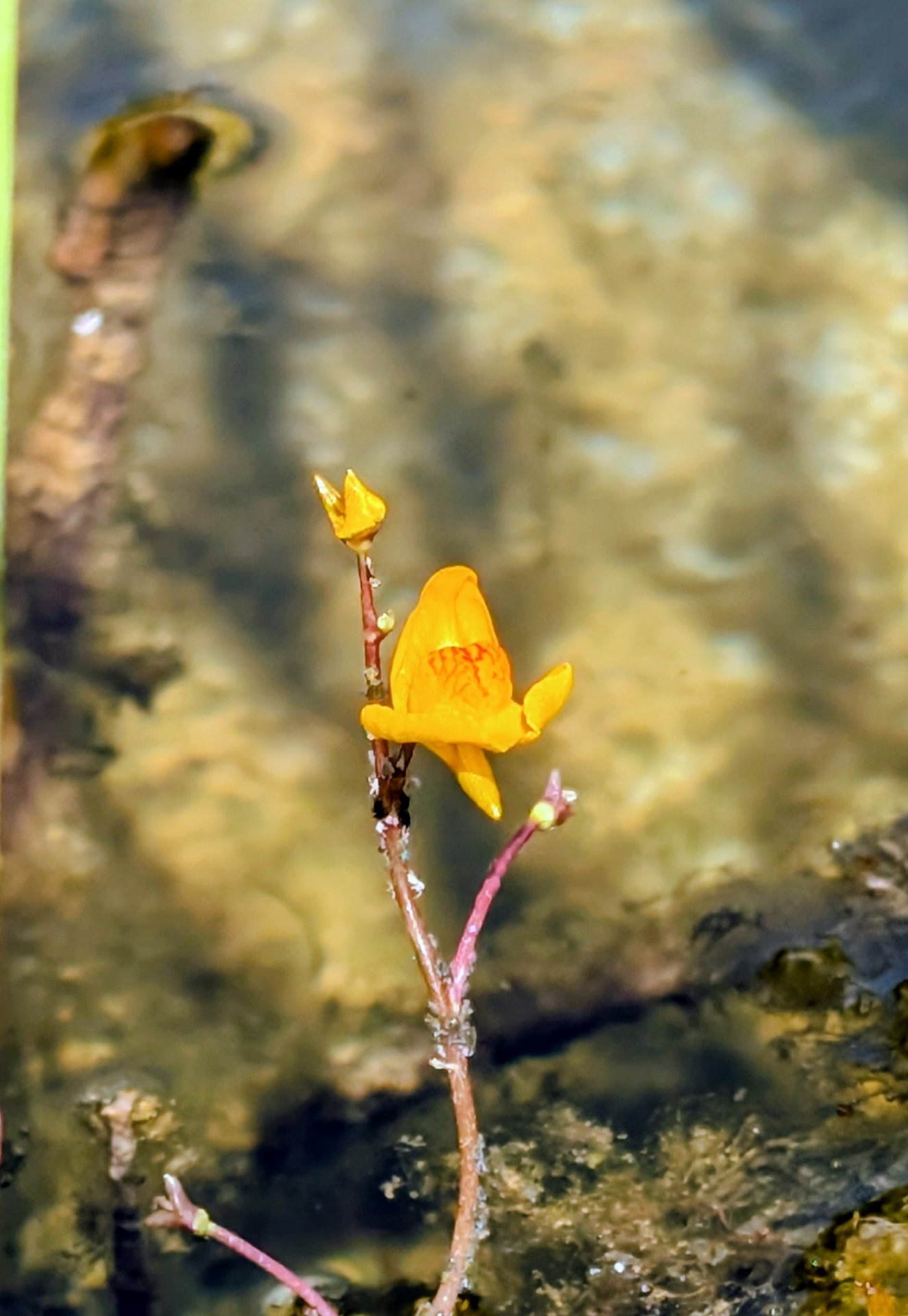 Utricularia im Schwimmteich