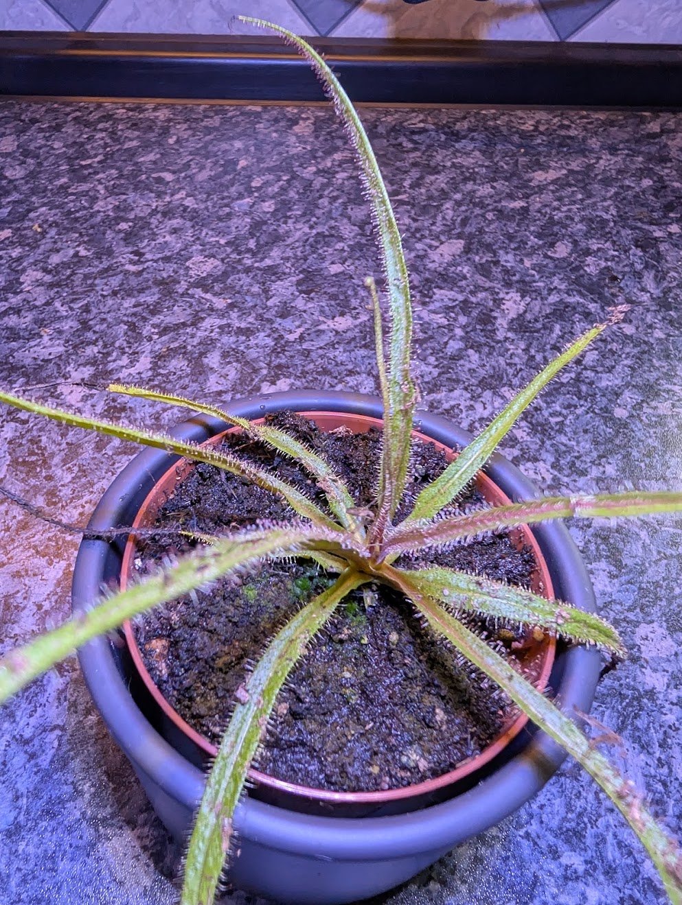 Drosera regia