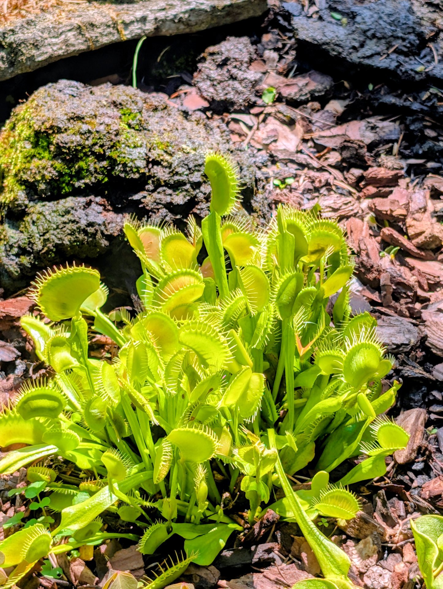 Dionaea Dehner