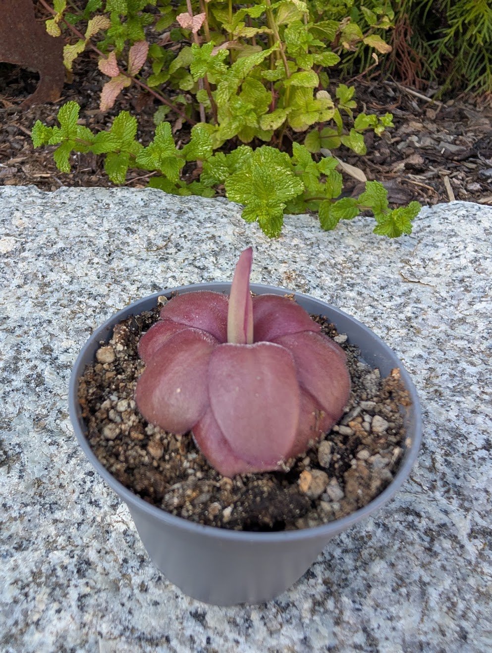 Pinguicula hybrid