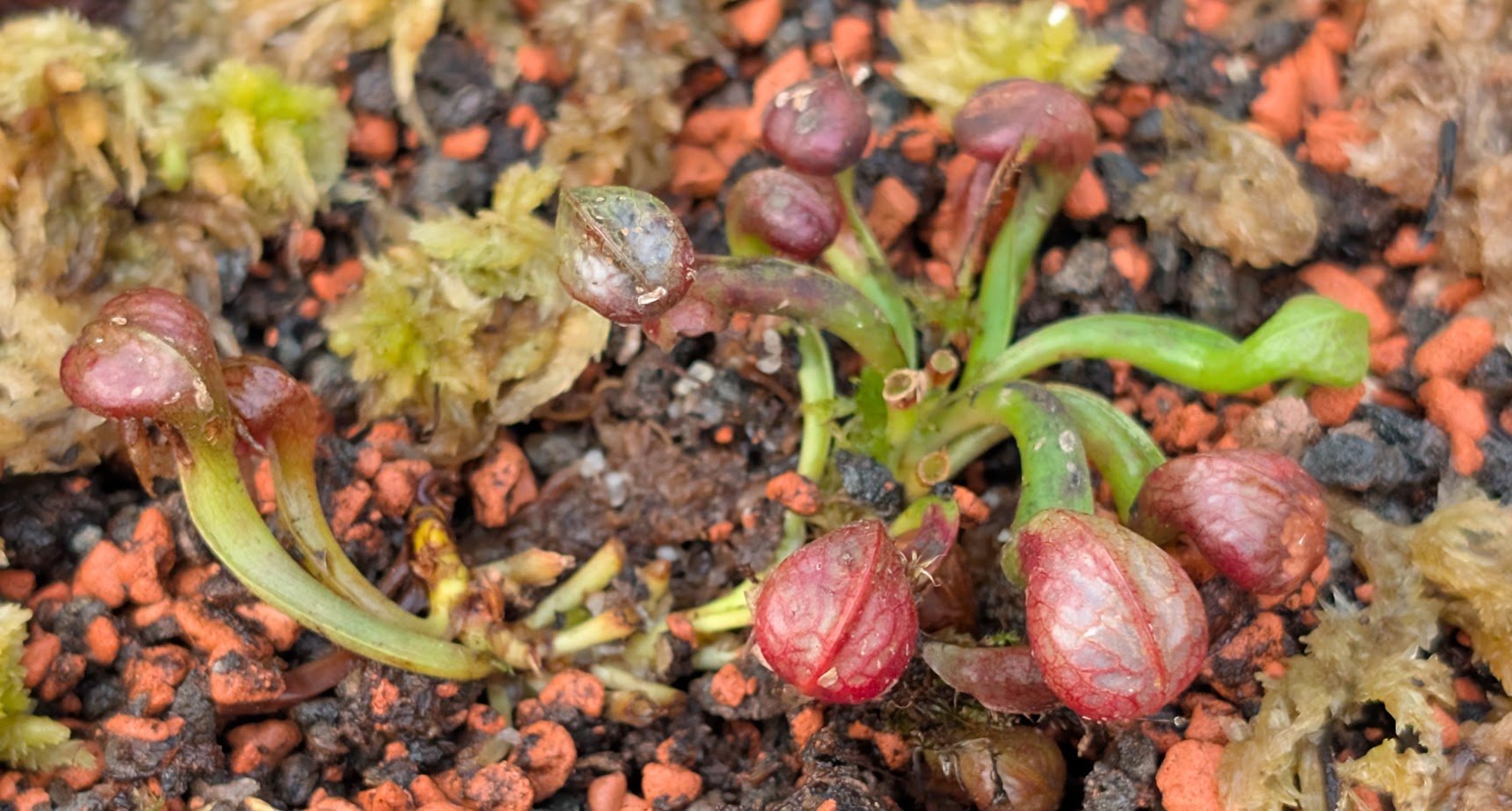 Darlingtonia Selma
