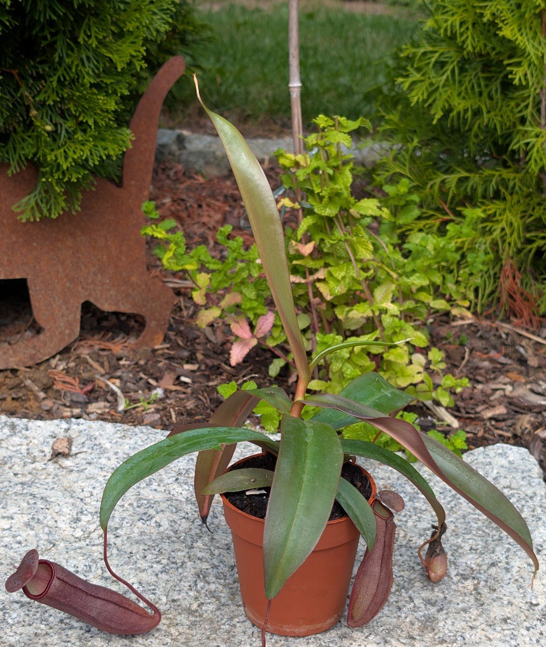 Nepenthes hybrid