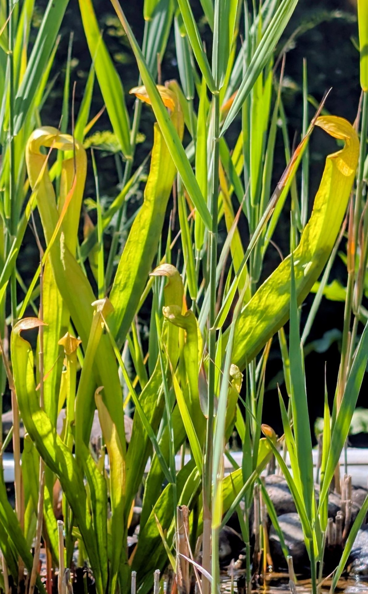 Sarracenia  minor