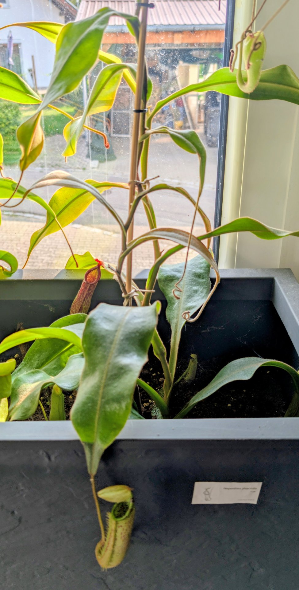 Nepenthes platychilla