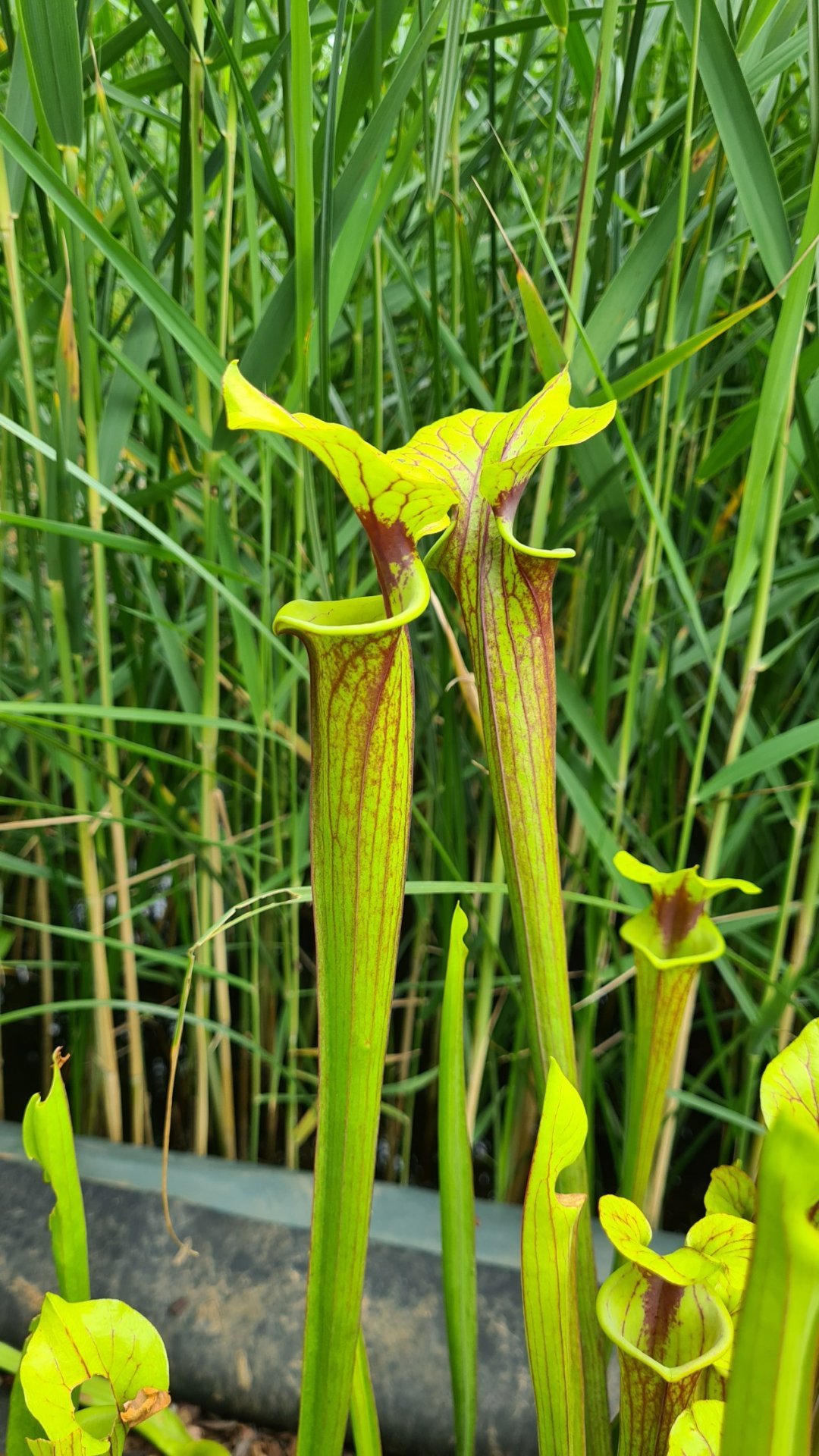 Sarracenia flava