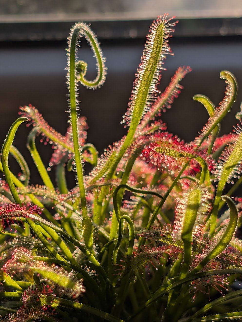 Drosera capensis