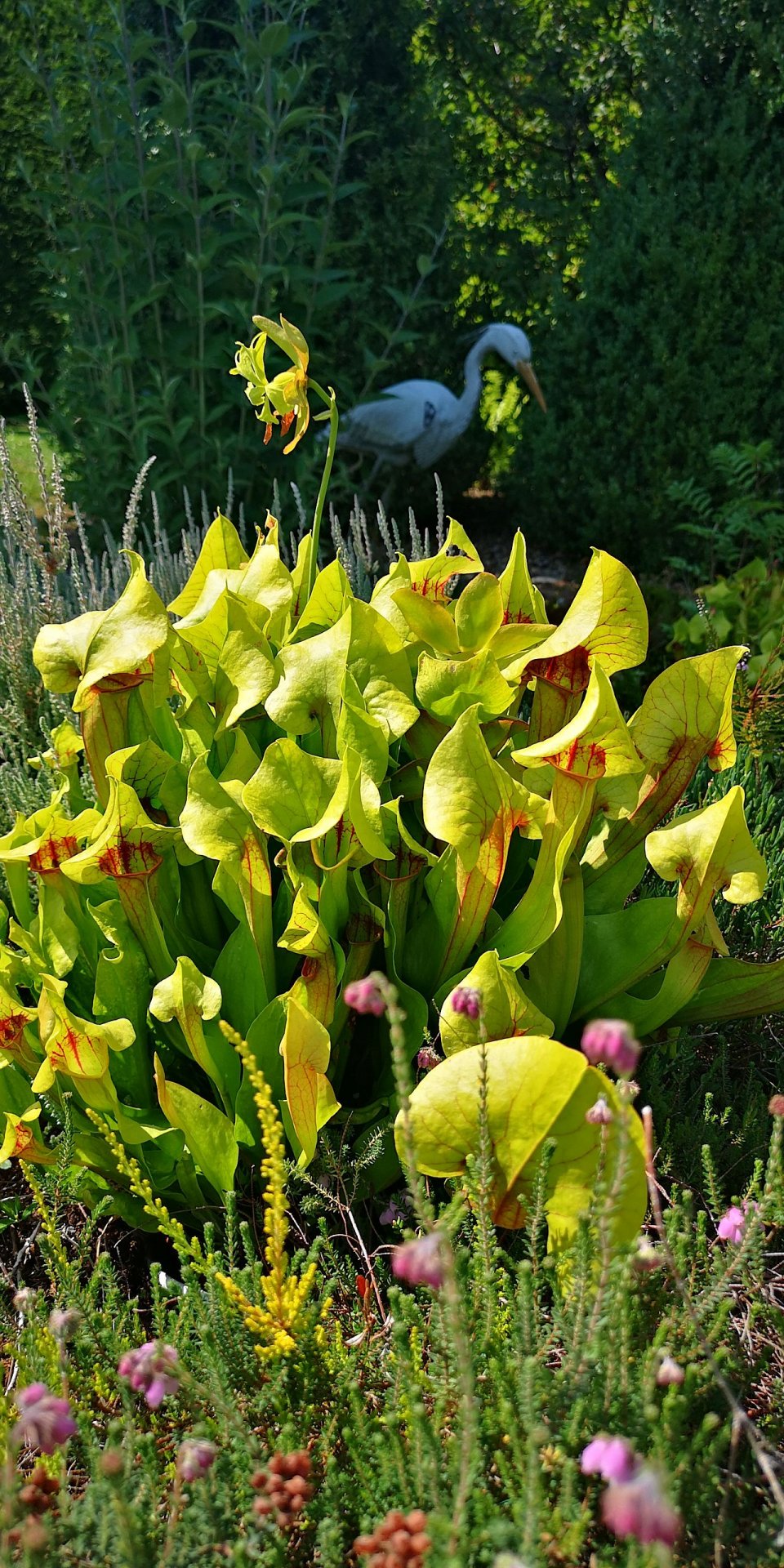 Sarracenia hyrid