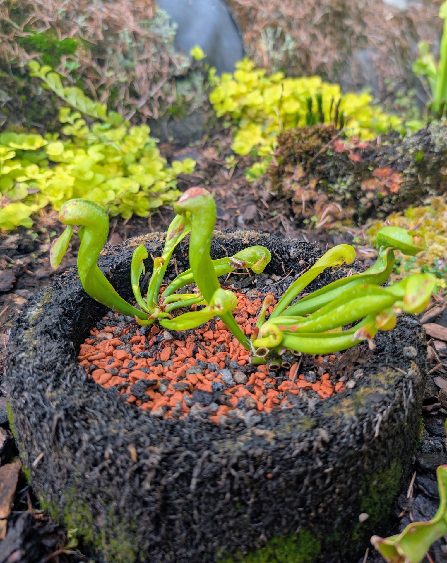 Darlingtonia Dehner