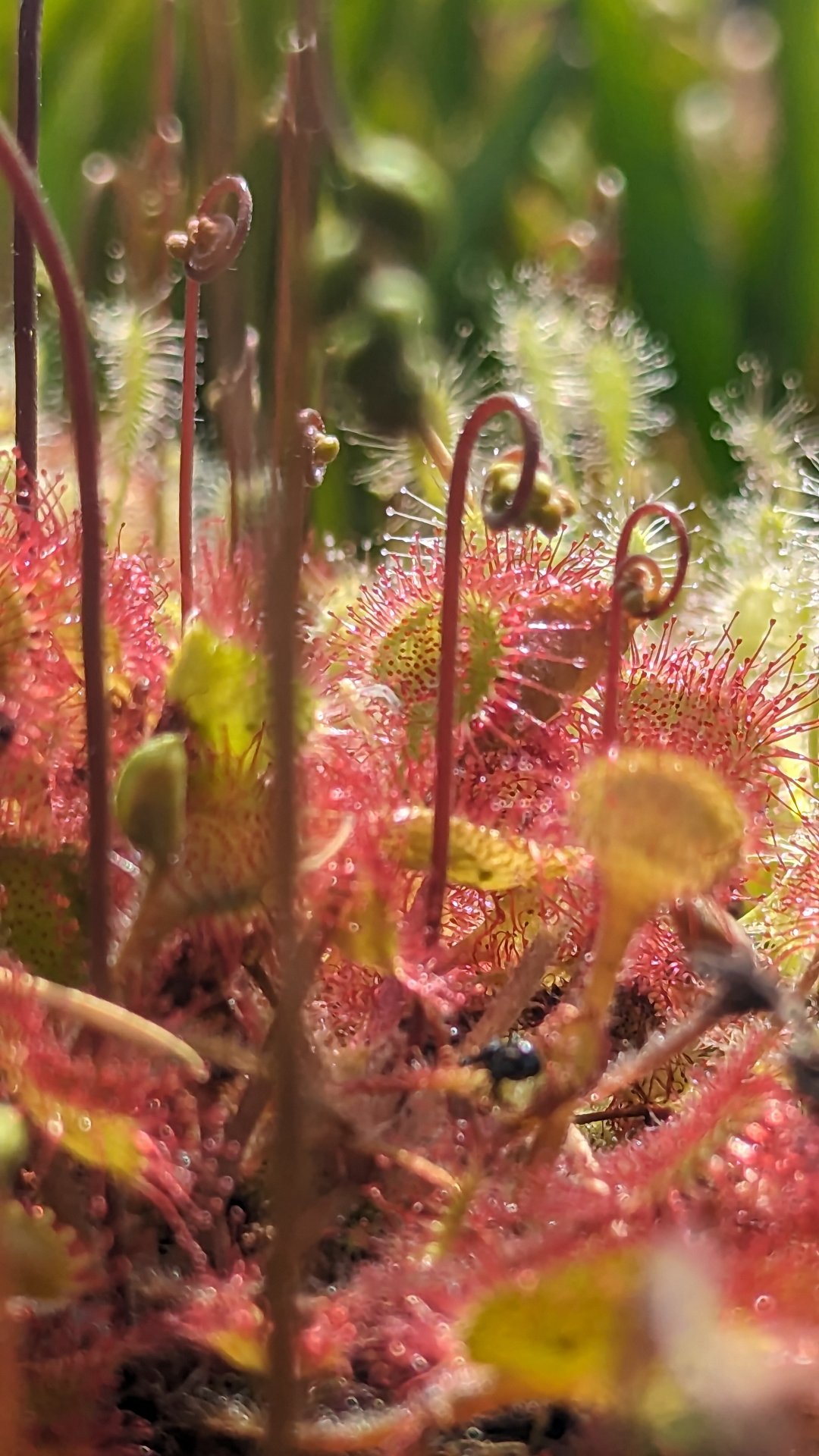Drosera Walsertal