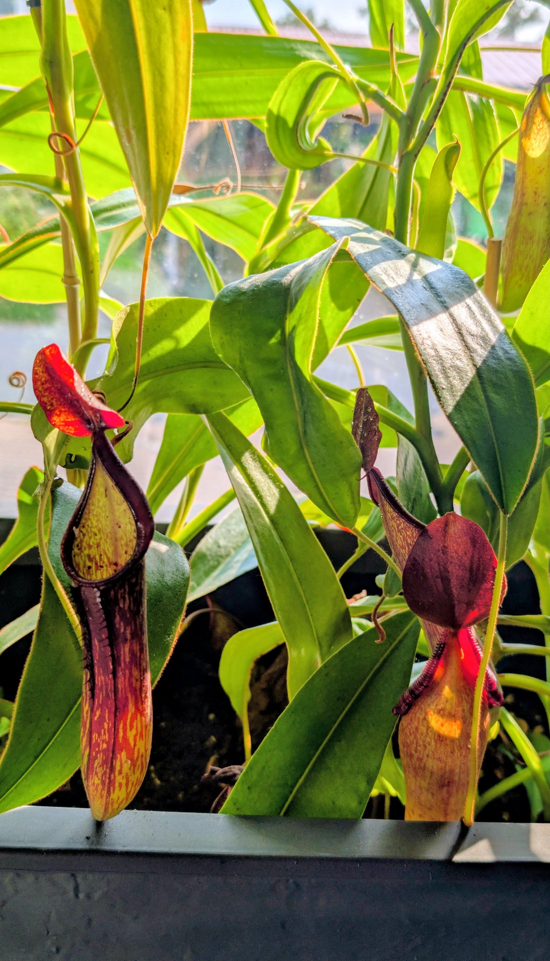 Nepenthes coppelandi