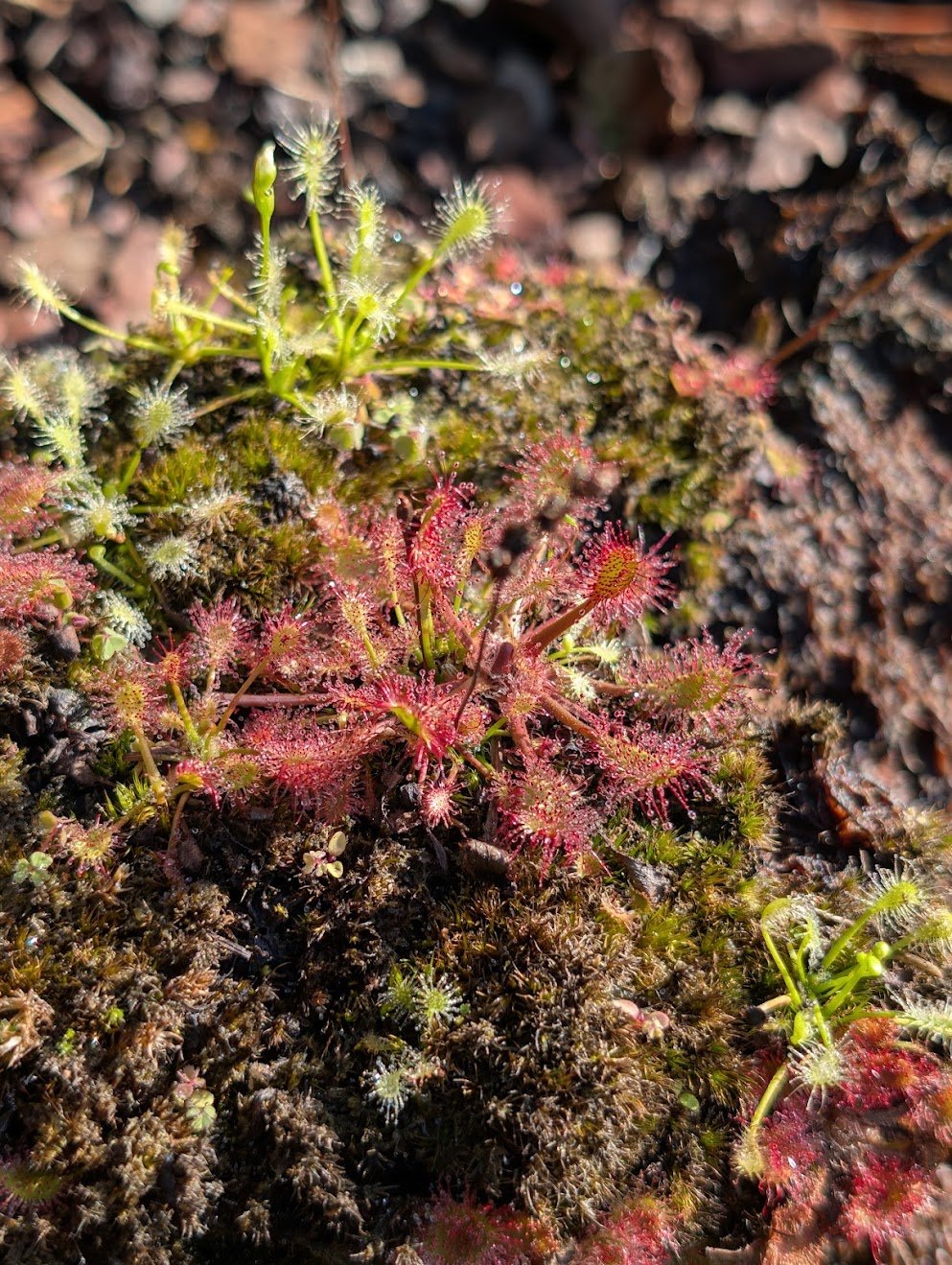 Drosera anglica