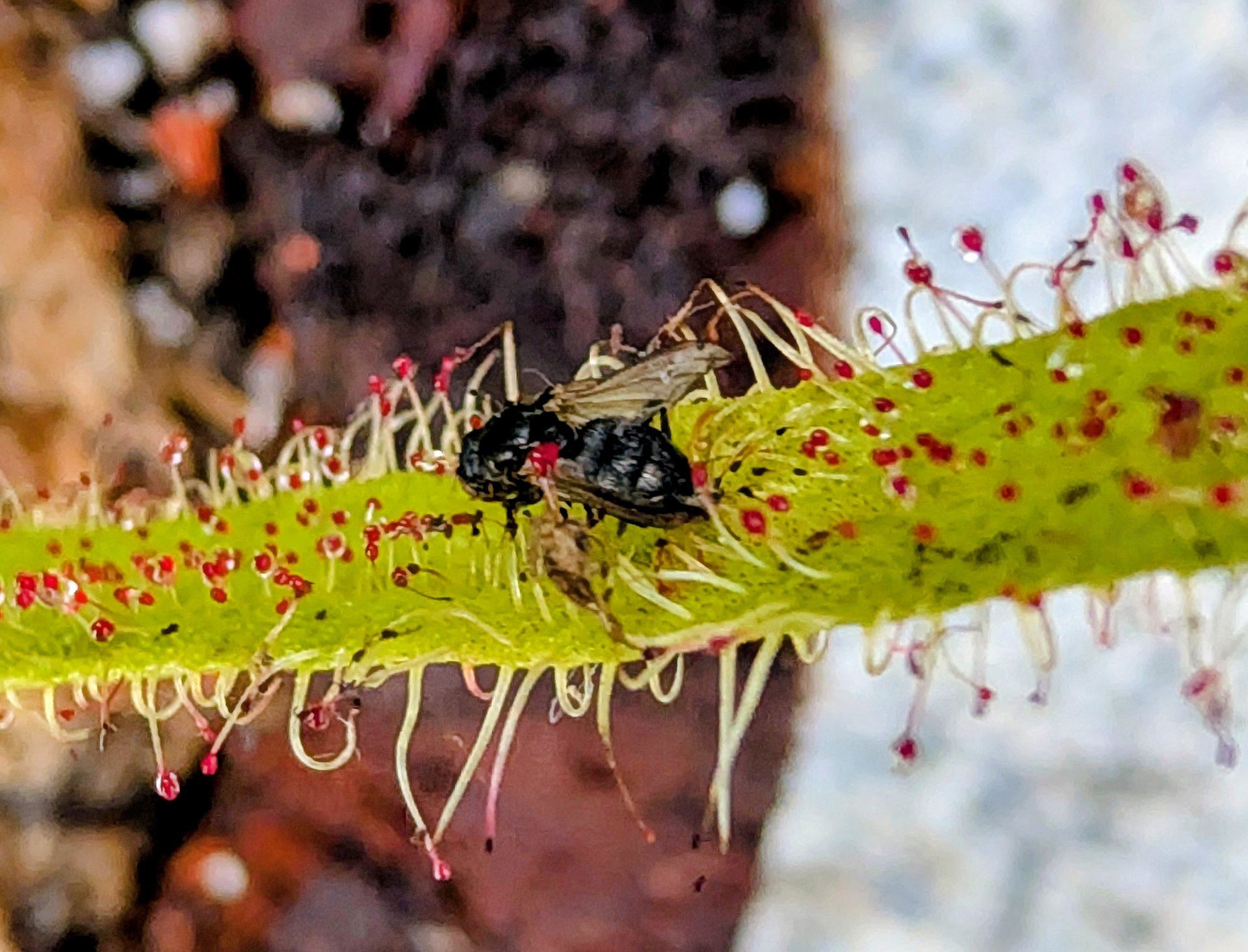 Drosera regia