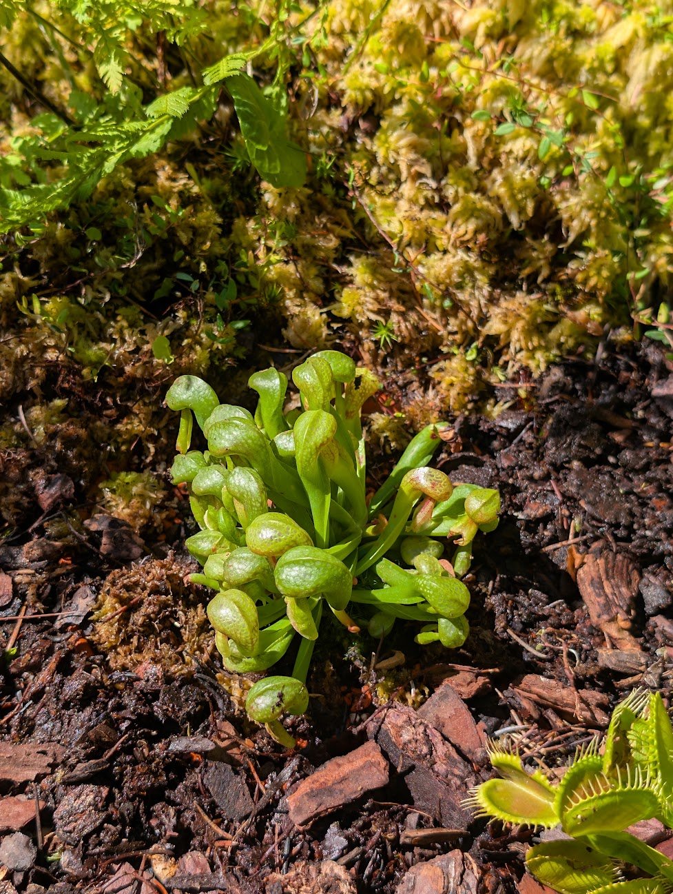 Darlingtonia Dehner