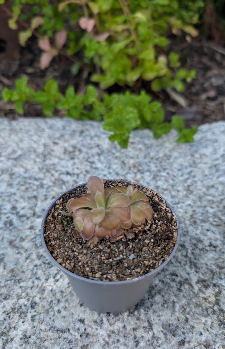 Pinguicula hybrid