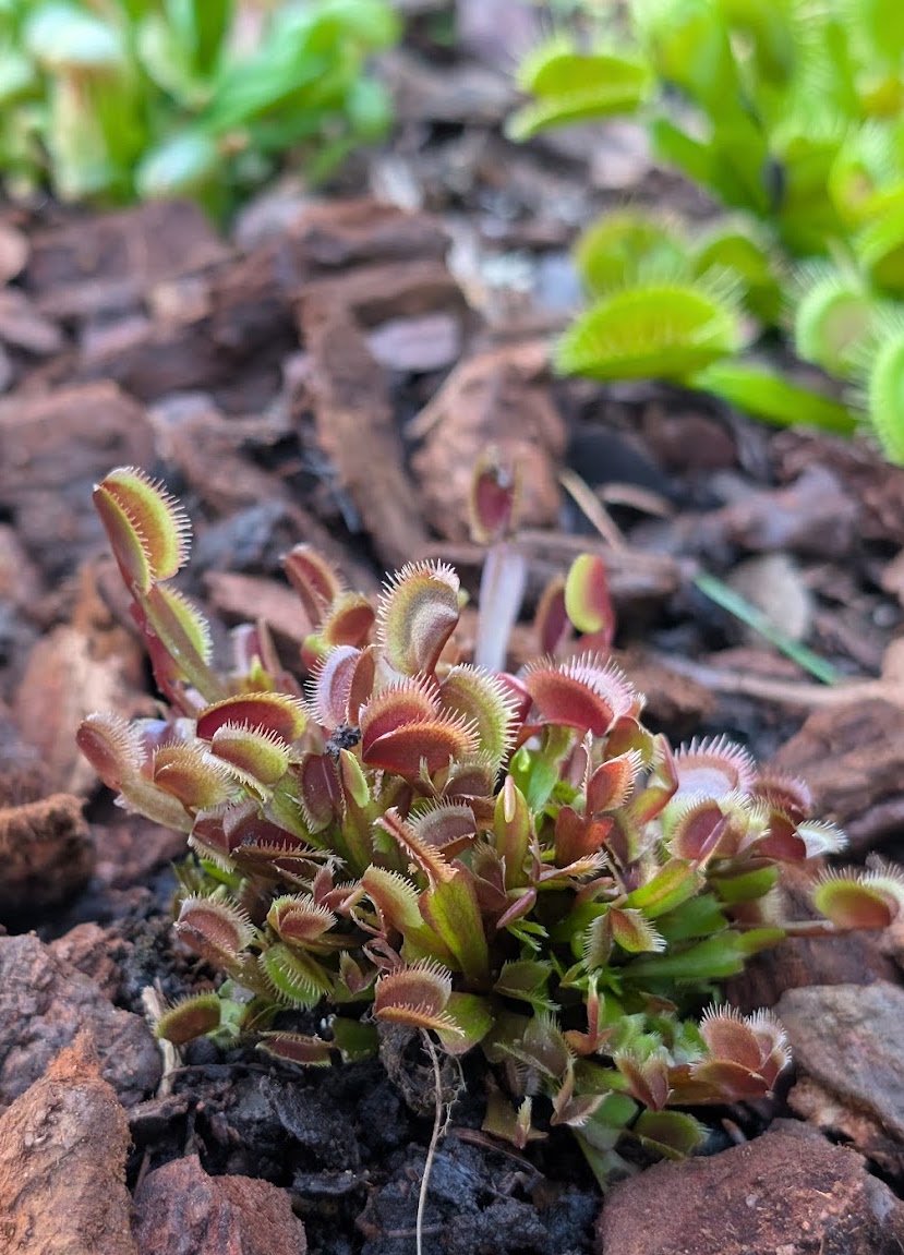 Dionaea Red Piranha