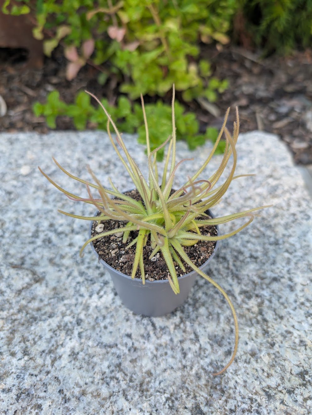 Pinguicula gypsicola