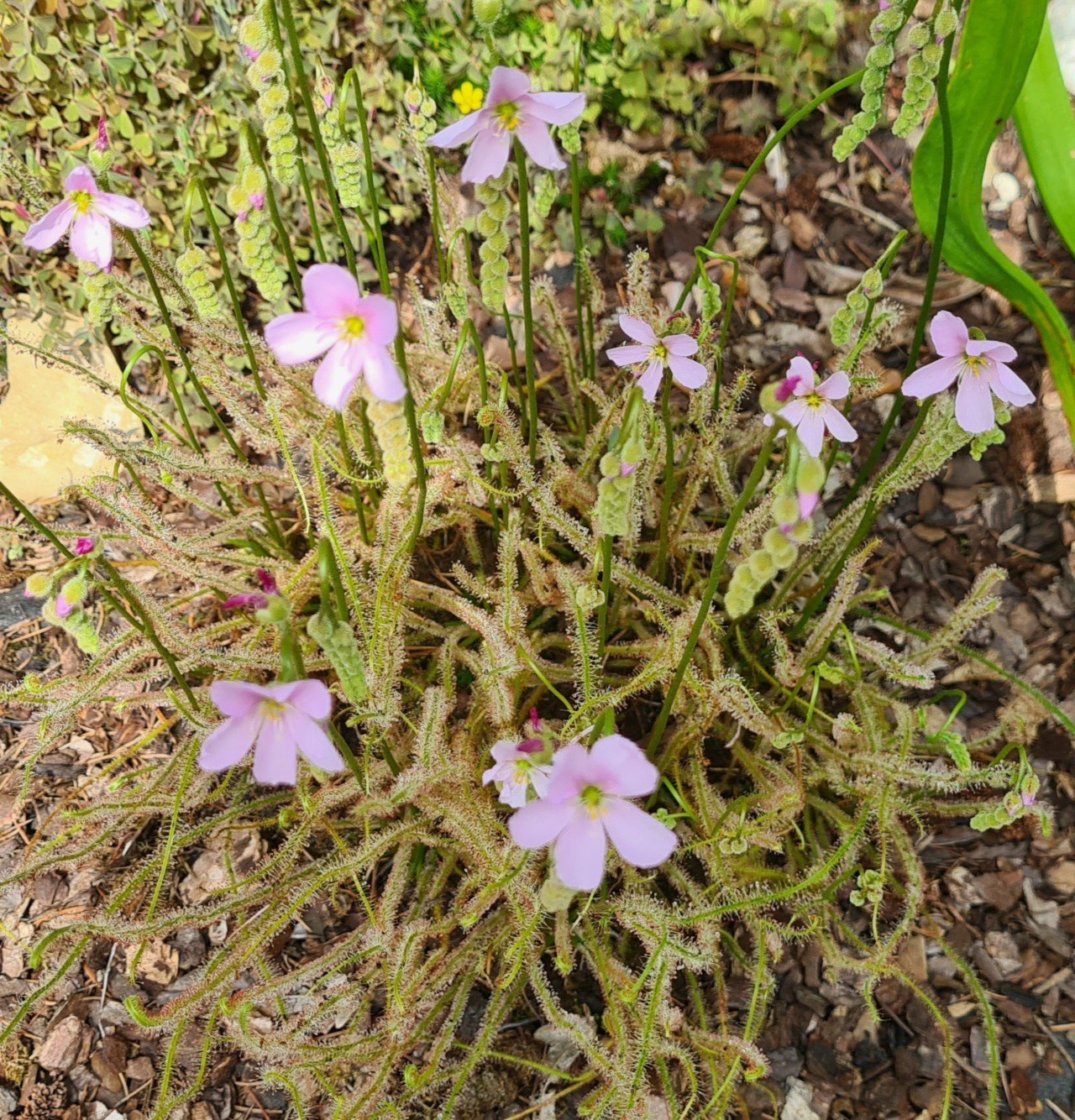 Drosera filiformis