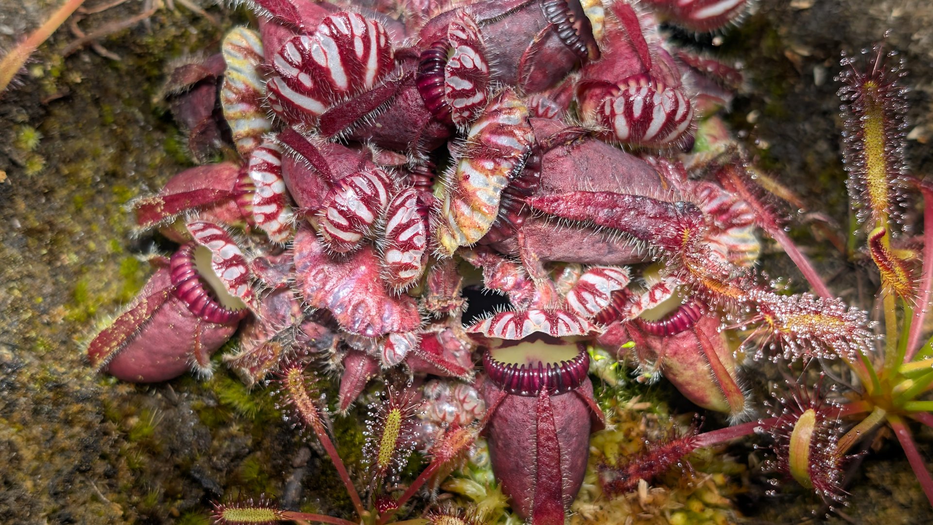 Cephalotus follicularis