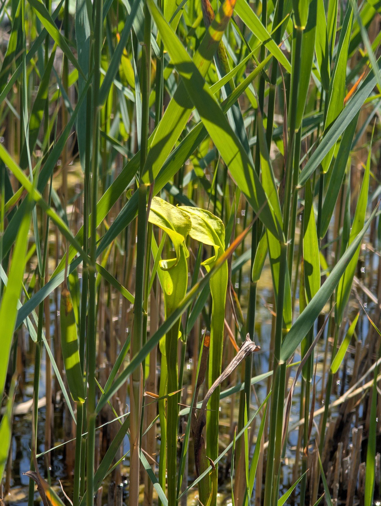 Sarracenia flava