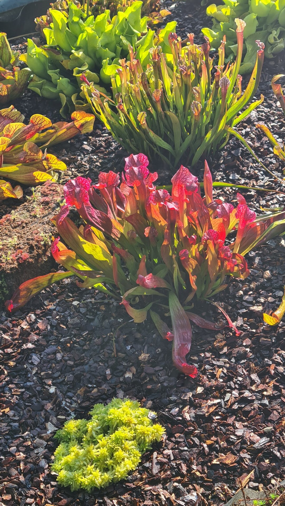 Sarracenia hybrid