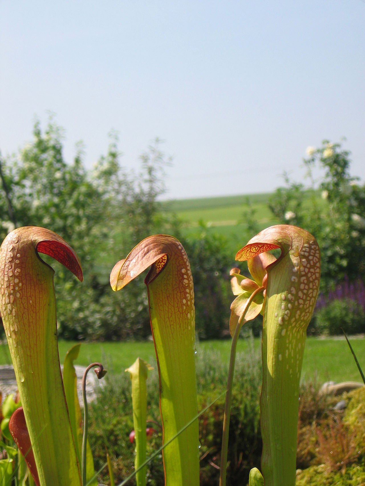 Sarracenia minor