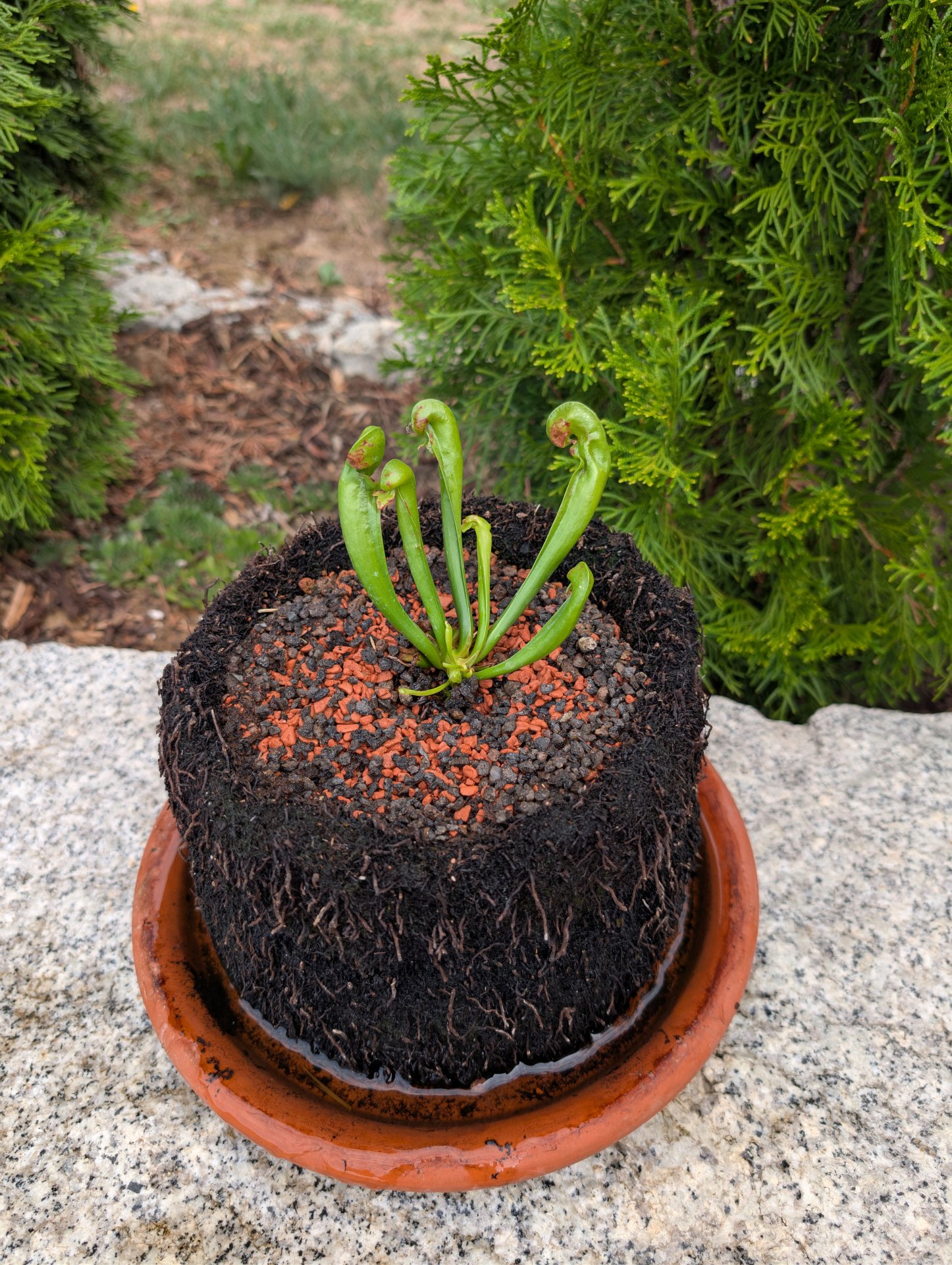 Darlingtonia Dehner