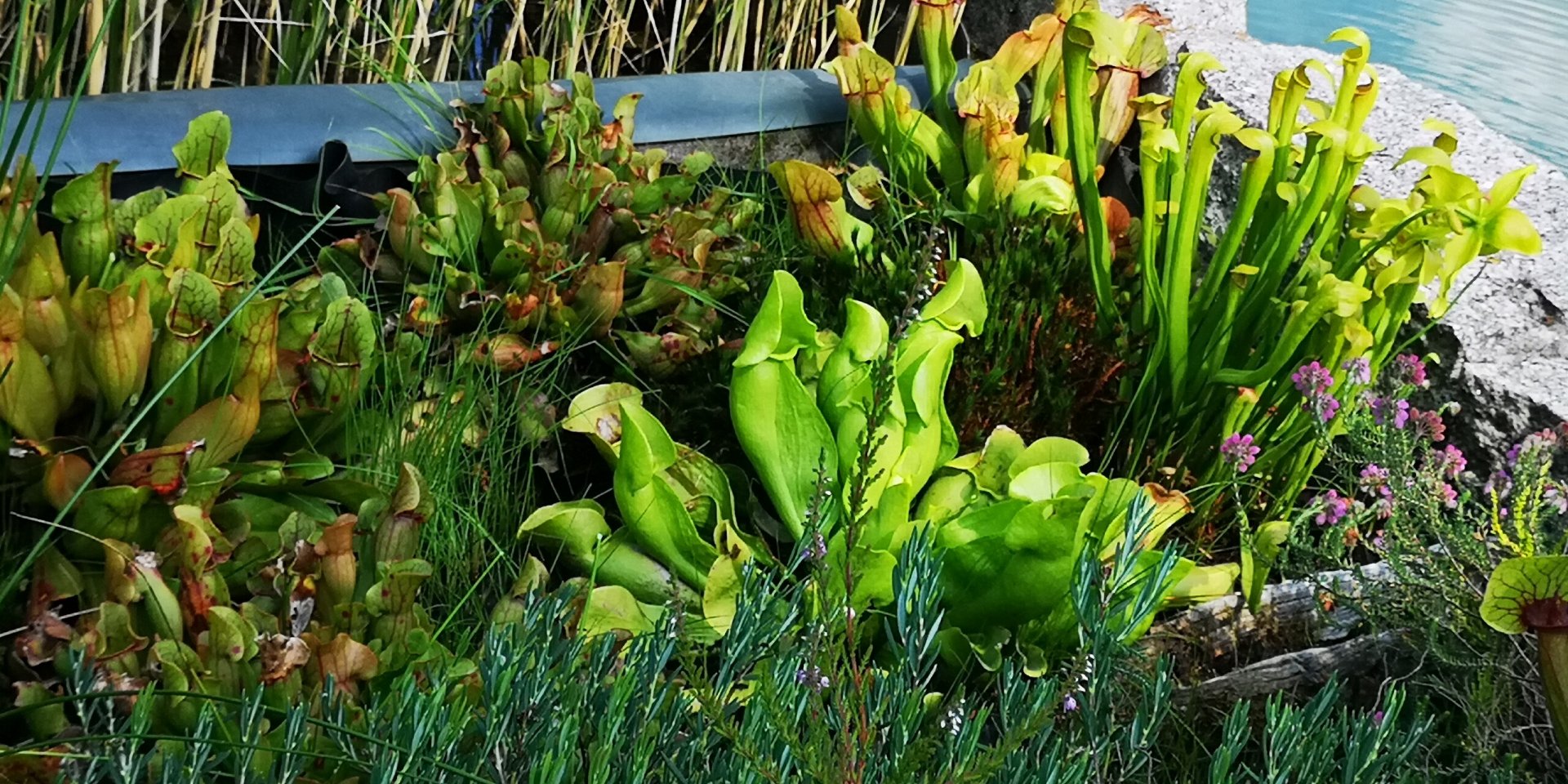 Sarracenia purpurea green