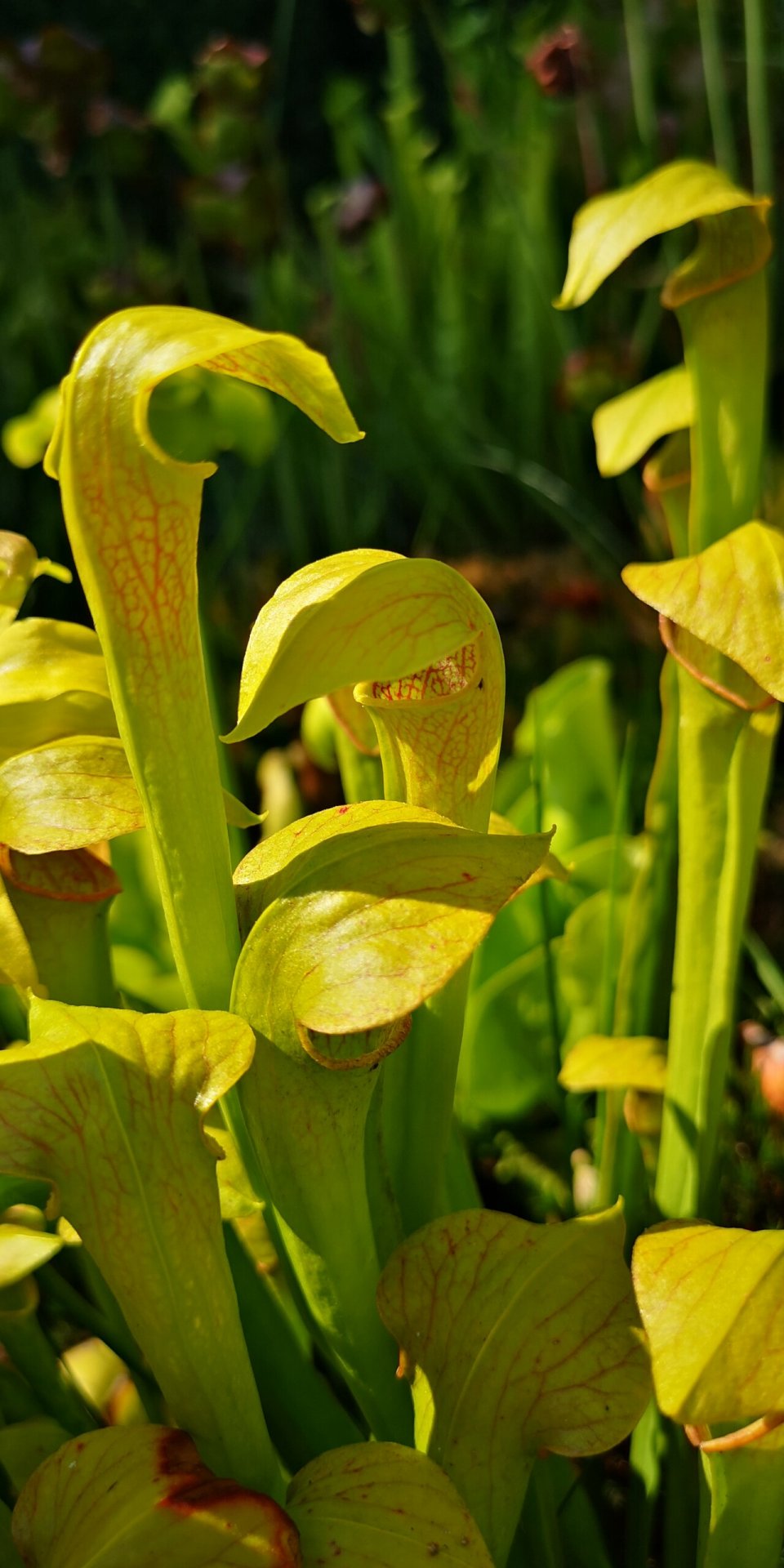 Sarracenia alabamensis
