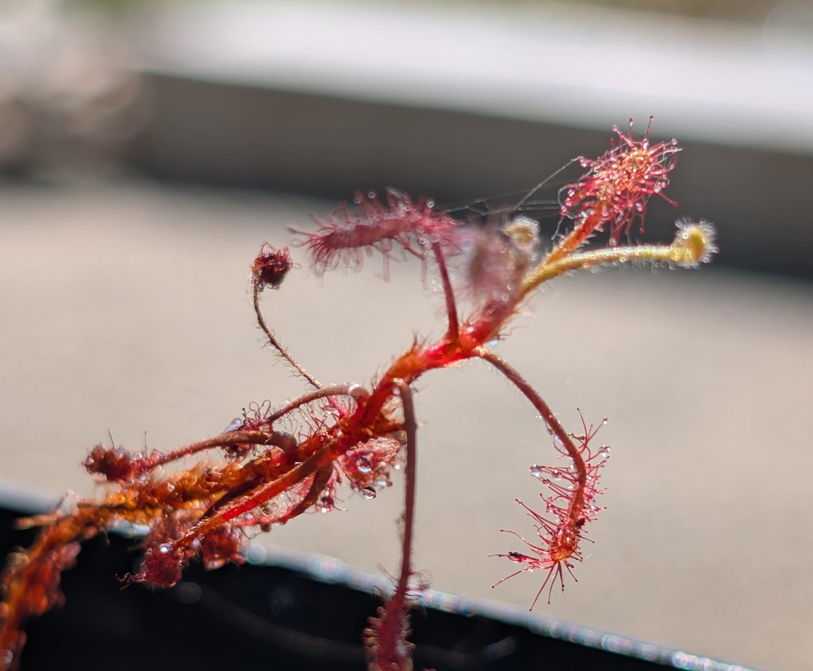 Drosera Grao Mogol