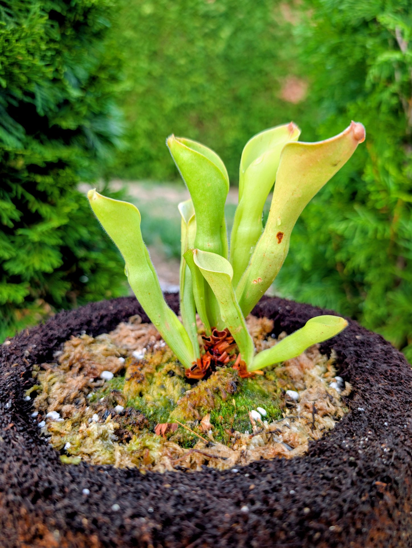 Heliamphora exappendiculata