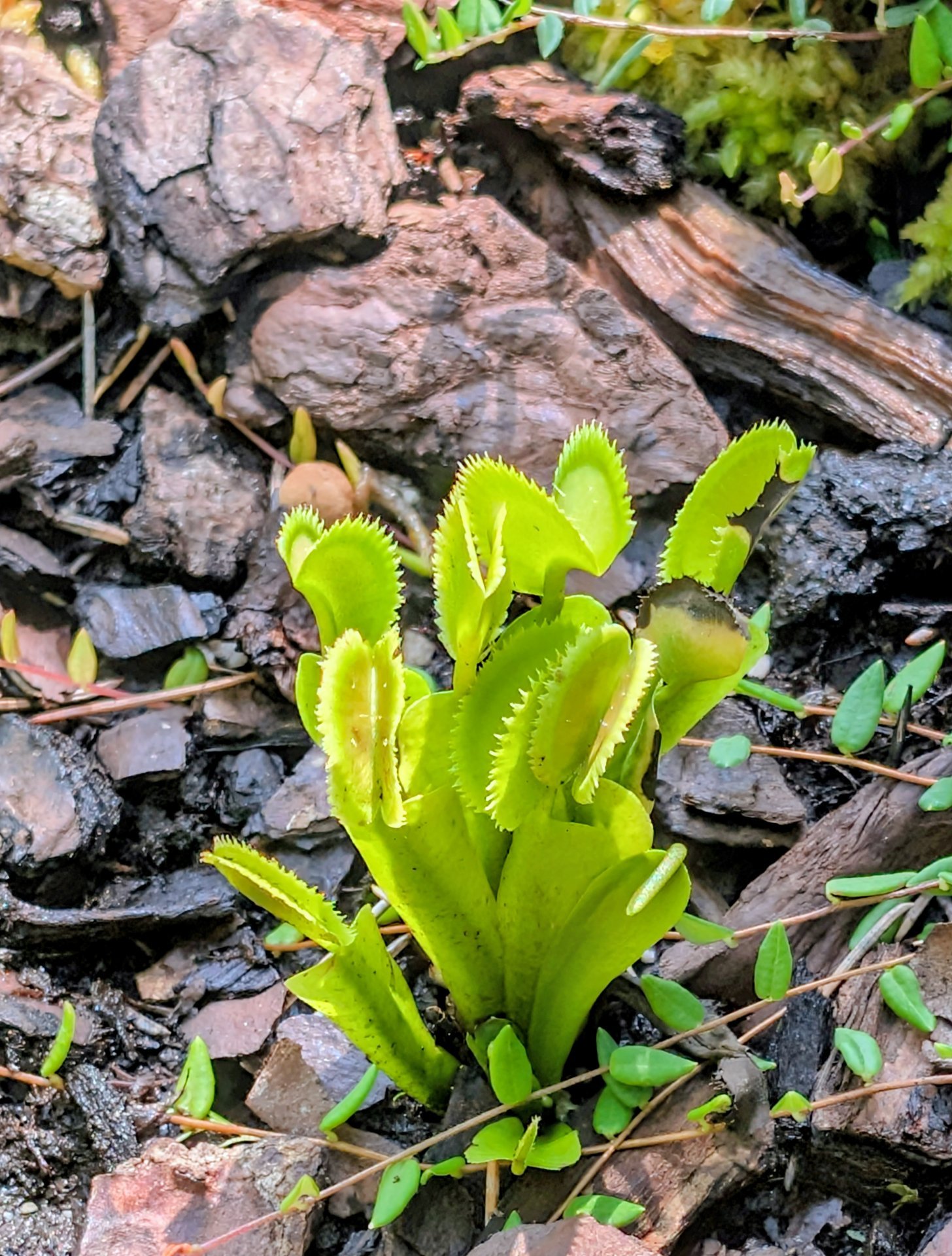 Dionaea Dehner
