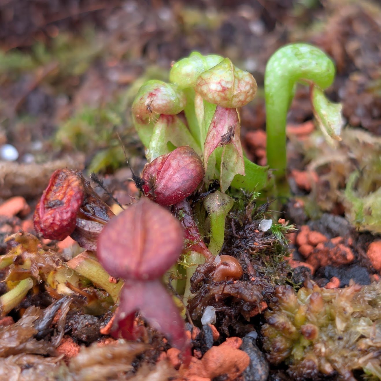 Darlingtonia Selma
