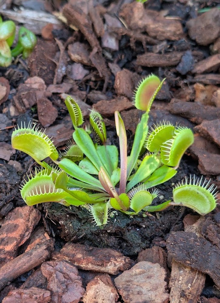 Dionaea Flex