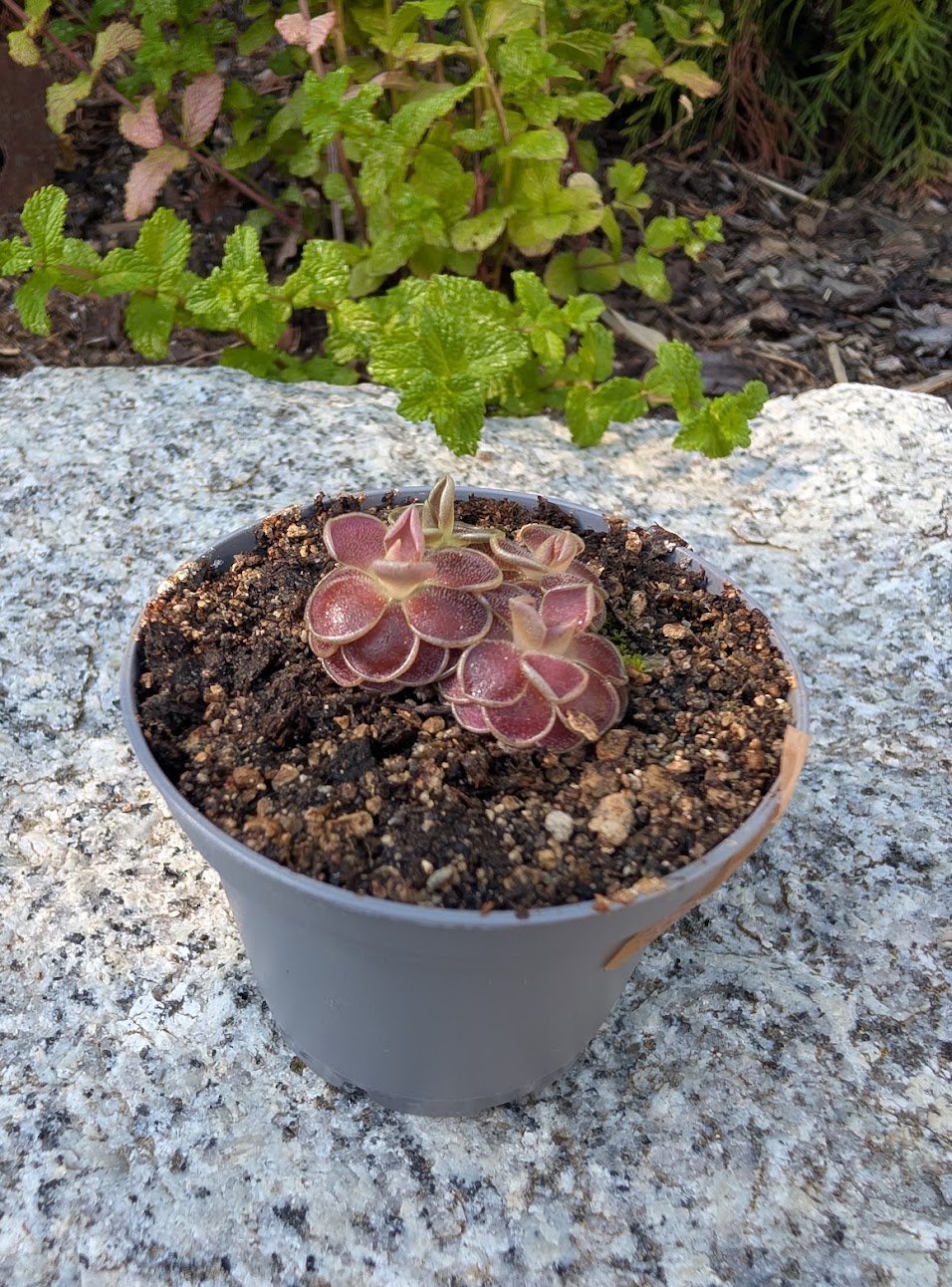 Pinguicula El Cielo