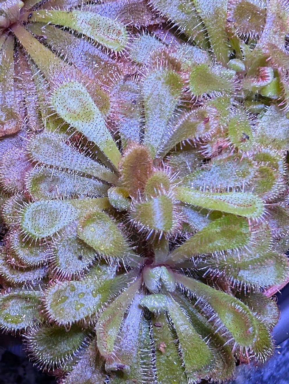 Drosera aliciae