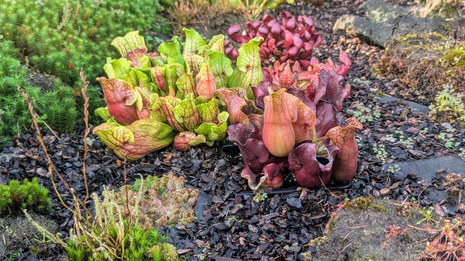 Sarracenia purpurea venosa