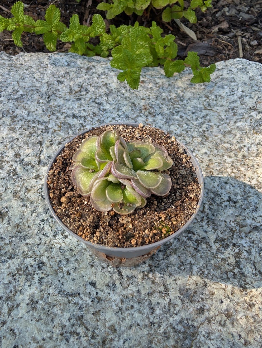 Pinguicula cyclosecta