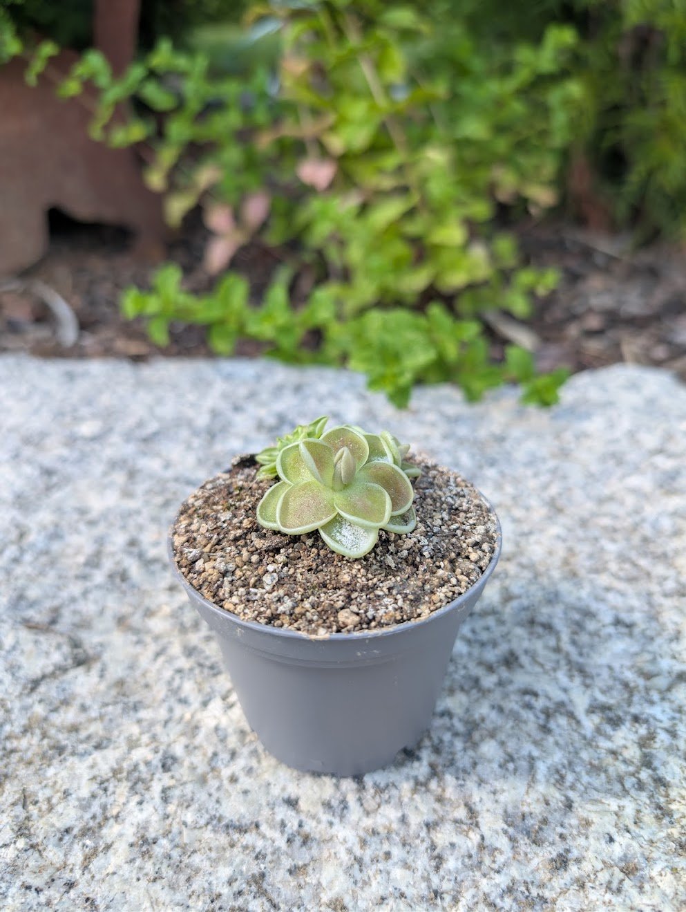 Pinguicula Victoria